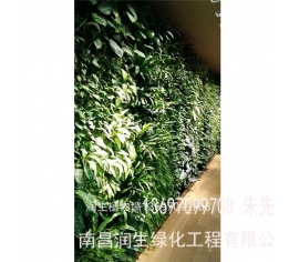 植物墻