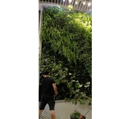 宜春江西植物墻