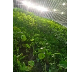 江西植物墻